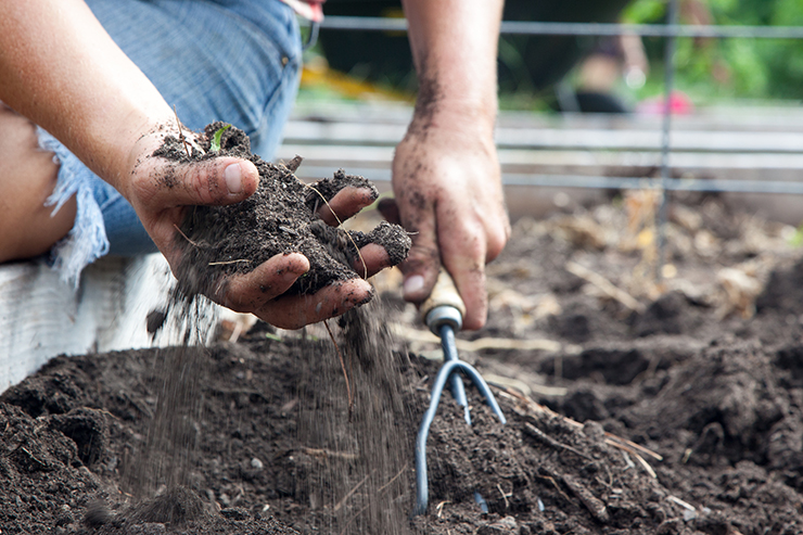 Are You Ready to Plant Your Victory Garden?