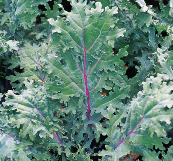 Red Russian Kale